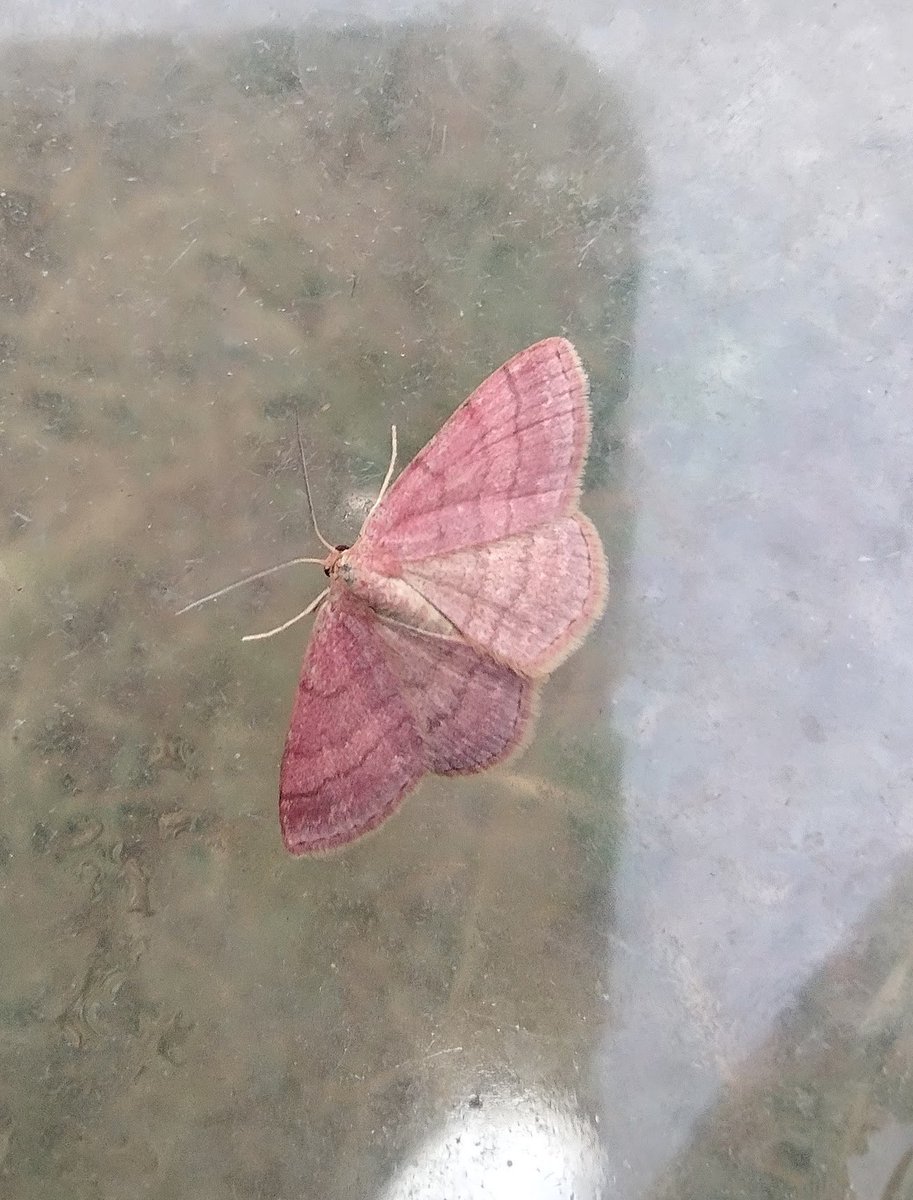 9stan's tweet image. The highlight from a good nights moth trapping on Friday night in Kilnsea was this Tawny Wave. I’m reliably informed that this is only the third for Yorkshire.