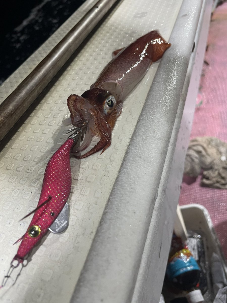 hikaaaruu's tweet photo. 2025初戦🦑
爆風船中100いかないほどのイカはご機嫌斜め
リベンジ確定🔥
#keyston
#エギング
#キーストン
#エギシャープ
#モンローエギ
#邪道エギ
#早福型
#キーストンフィールドサポーター https://t.co/5cxZiC3htL