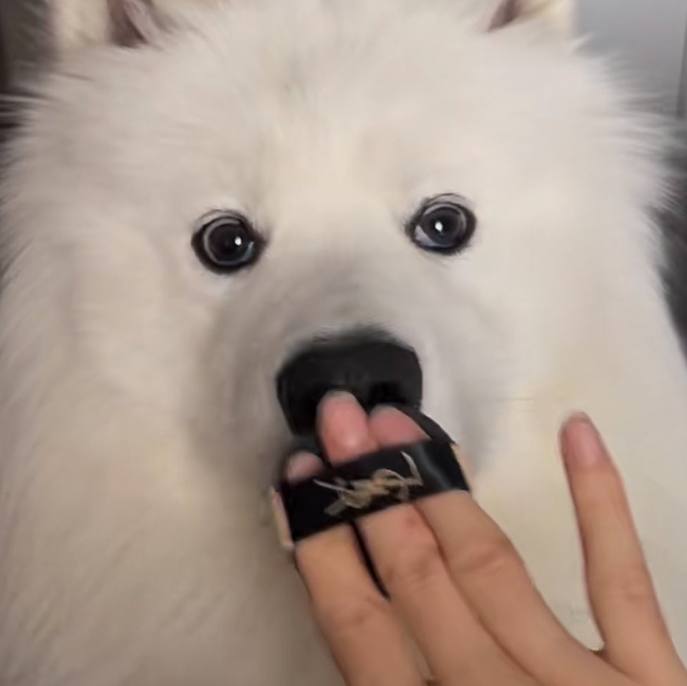 phu_as_samoyed's tweet image. แต่งหน้าาา 
#PHUTATCHAI