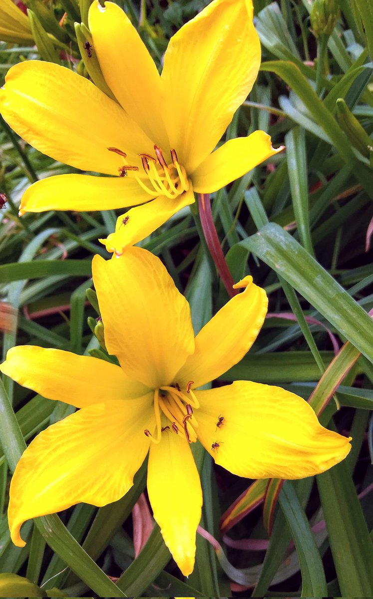 stevep1407's tweet image. Good morning, have a pleasant day #SundayYellow
#flowers