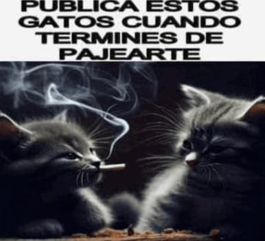 Neshirits tweet media