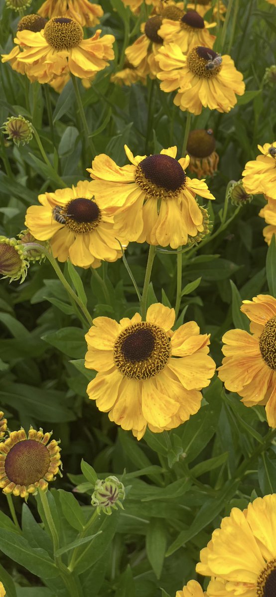 Andy6hutch's tweet image. Morning💛….. Happy Sunday 😊…. Have a good one…. #SundayYellow #WeekendGardeningVibes 🧑🌾🌼 #GardeningX #Summertime ☀️