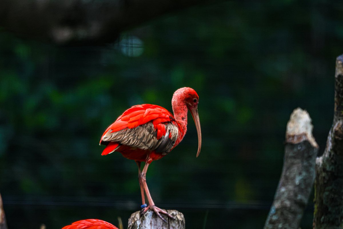 dinobreezy's tweet photo. #Goodmorning everyone ☕️ Have a great Sunday with these shots of the Scarlet Ibis or Red Ibis (Eudocimus Ruber)
#SundayMotivation #SundaySharing #SundayFunday
#scarletibis #redibis #rodeibis #eudocimusruber #birds #Hoenderdaell #zoo #photography #canon https://t.co/lE8l8TPmWH
