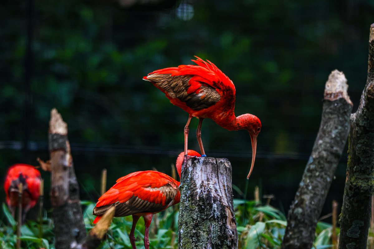 dinobreezy's tweet photo. #Goodmorning everyone ☕️ Have a great Sunday with these shots of the Scarlet Ibis or Red Ibis (Eudocimus Ruber)
#SundayMotivation #SundaySharing #SundayFunday
#scarletibis #redibis #rodeibis #eudocimusruber #birds #Hoenderdaell #zoo #photography #canon https://t.co/lE8l8TPmWH