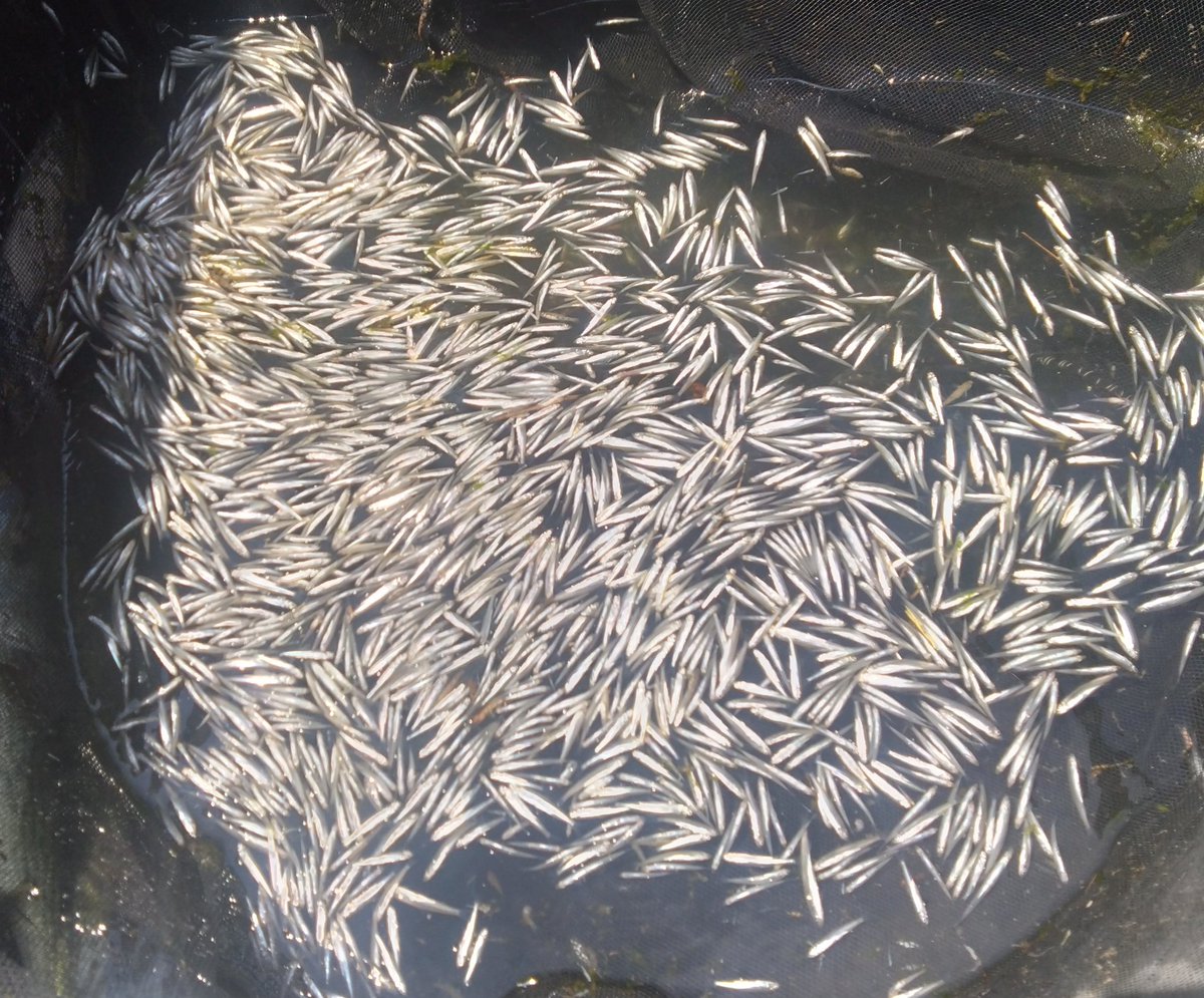 今の琵琶湖の現状をお伝えするといつもなら鮎が1番多いのにワカサギ10kgに対して鮎10匹。。