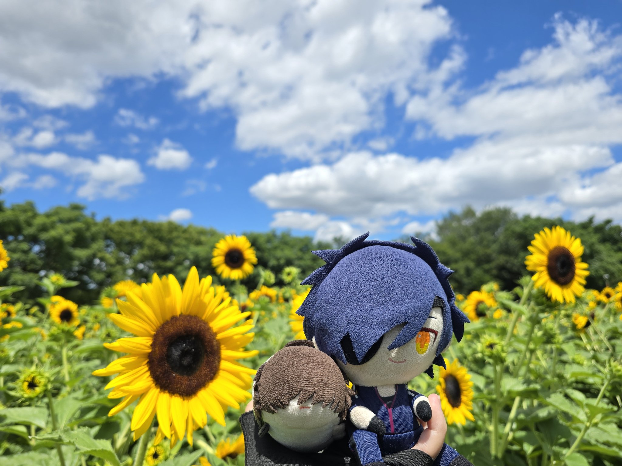 ♡ひまわりさま まみまい on X: 