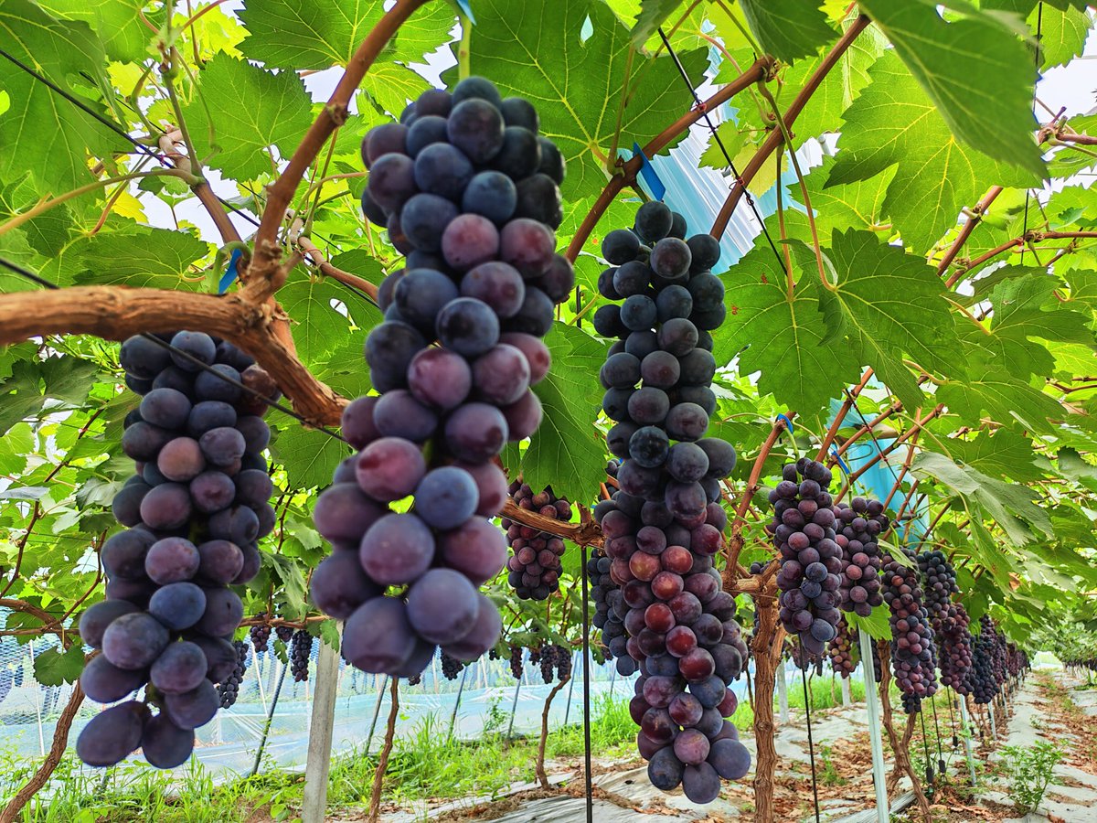 GuzhenC37467's tweet photo. 🍇🍇🍇Grape season again in summer! At the grape plantation in #Guzhen, Anhui, glossy grapes are plump and firm. Just one bite can flood your mouth with rich sweetness and subtle fruity aroma, making you fall in love with it.
#SummerPleasure #BeautifulBengbu #AnhuiTrip https://t.co/8IzBYs5R32