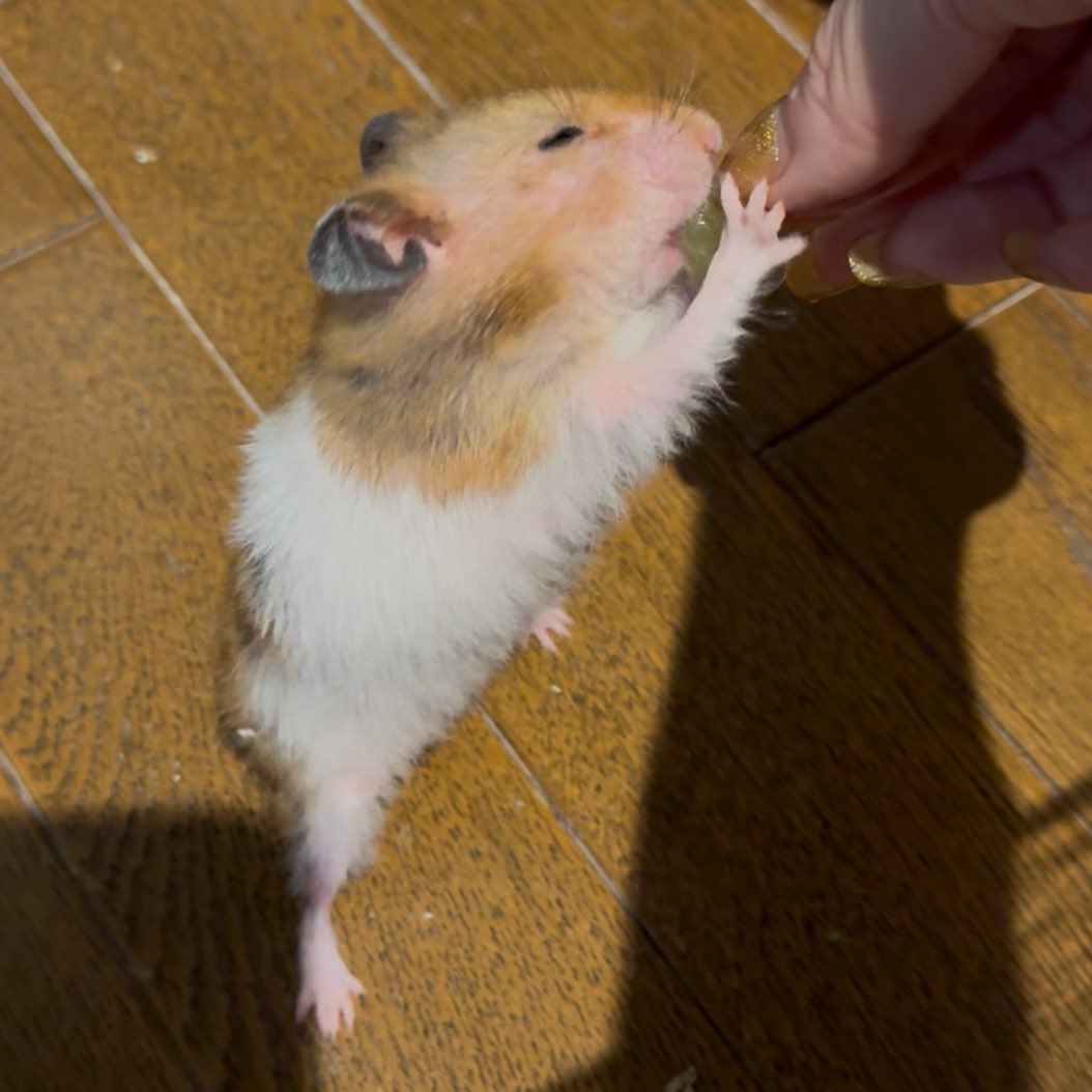 𝐃𝐞𝐥𝐢𝐜𝐢𝐨𝐮𝐬… うまうま…