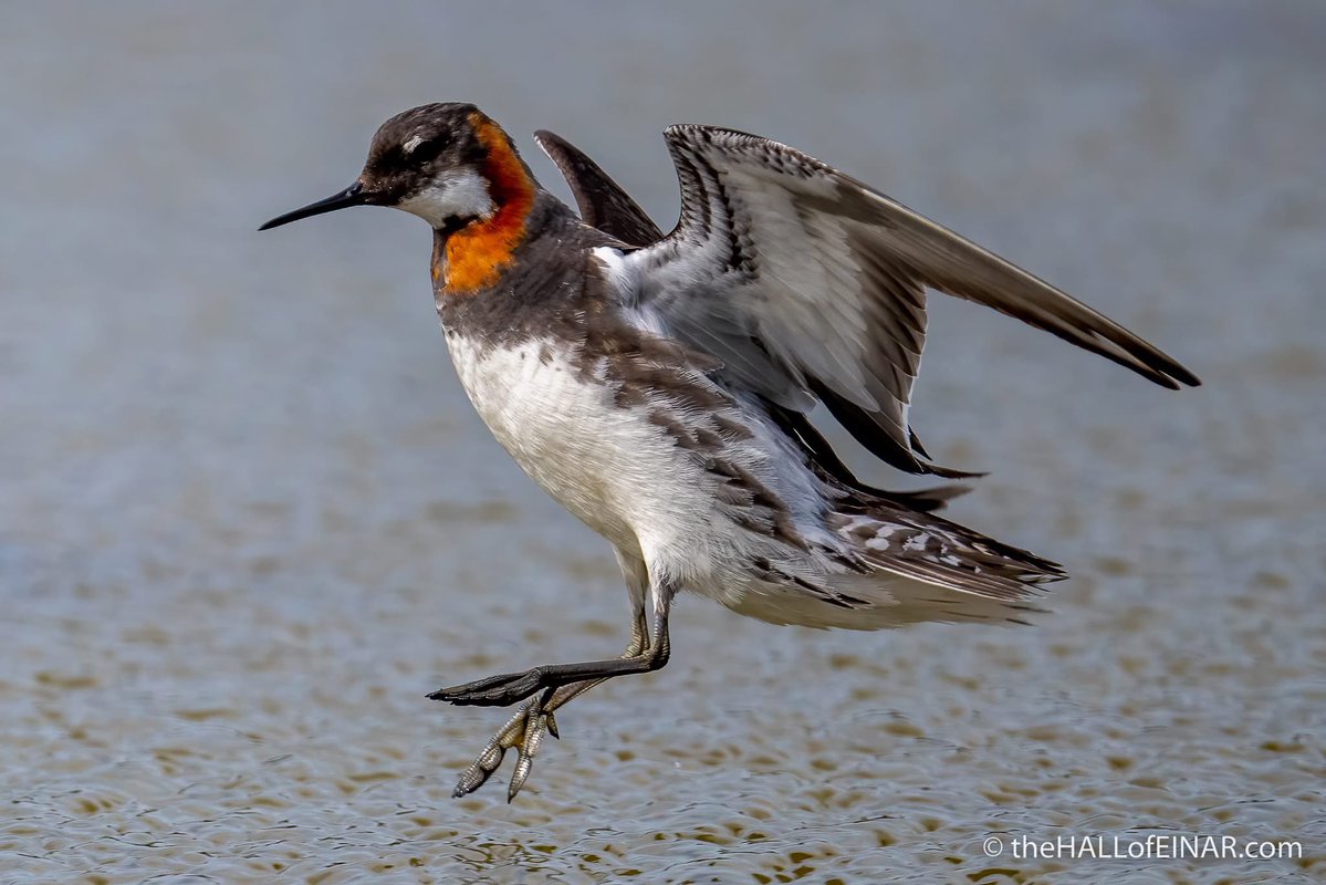 An incoming Red-Necked Phalarope, showing why the name phalarope (meaning coot-foot) is a great one for them.