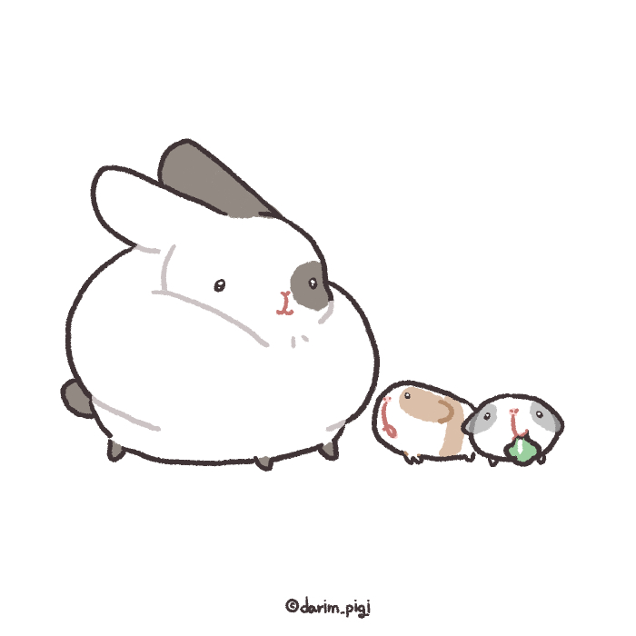 darim_pigi's tweet image. 둔둔한 토끼
토둔씨🐇