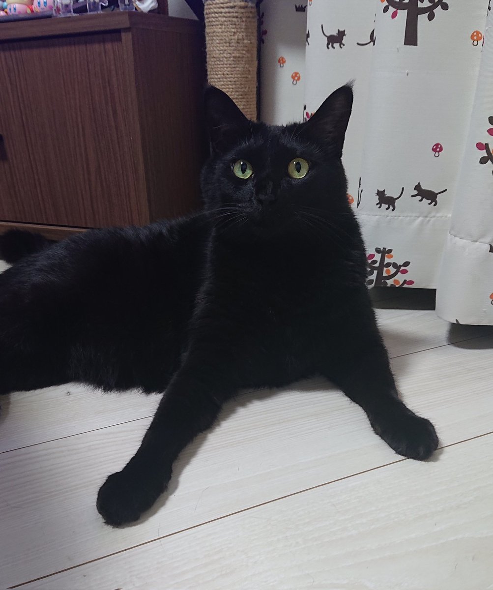 konbu0330's tweet image. お！やる気か？