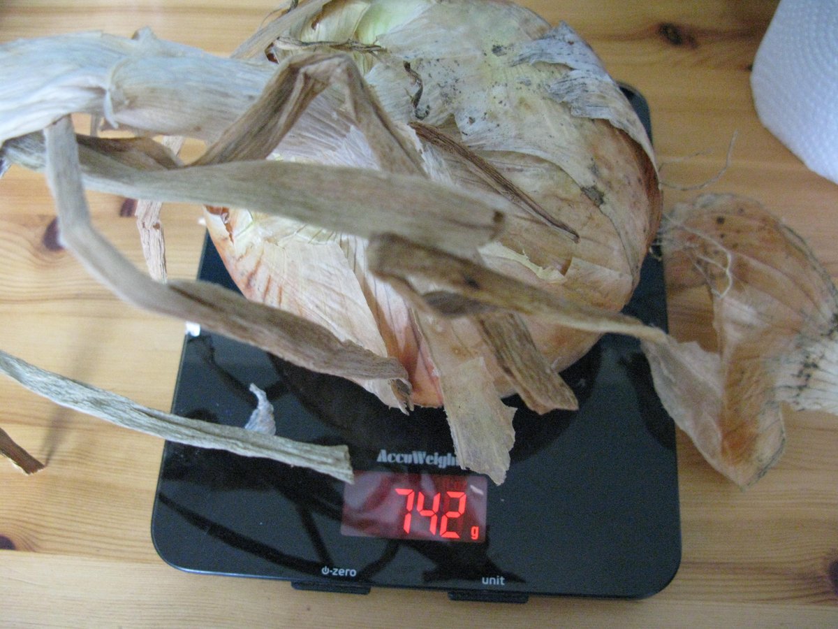 Great onion harvest this year. One onion 742g!