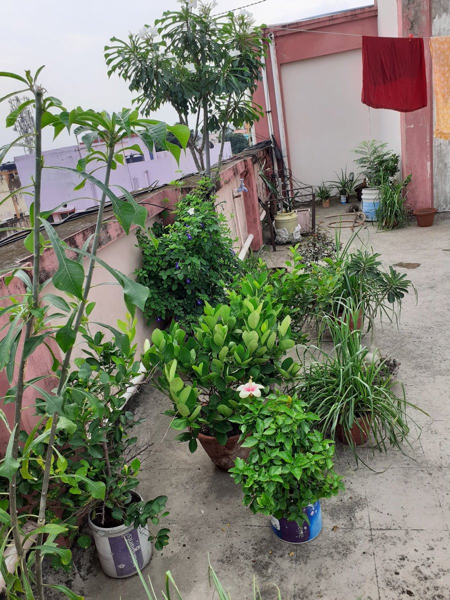 Manisha Kulkarni tweet media