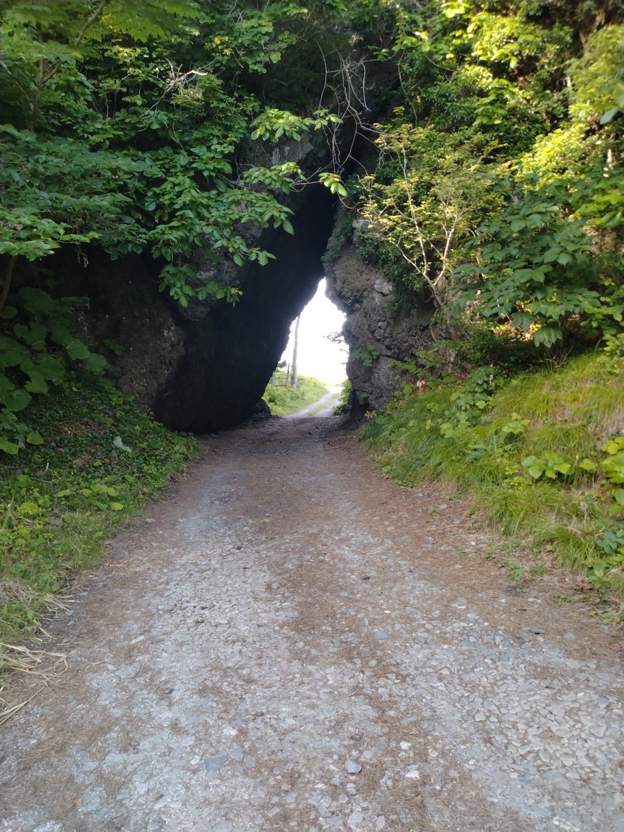 THXBWNMDYT's tweet photo. これがトトロ？ https://t.co/LeFxSbELS4