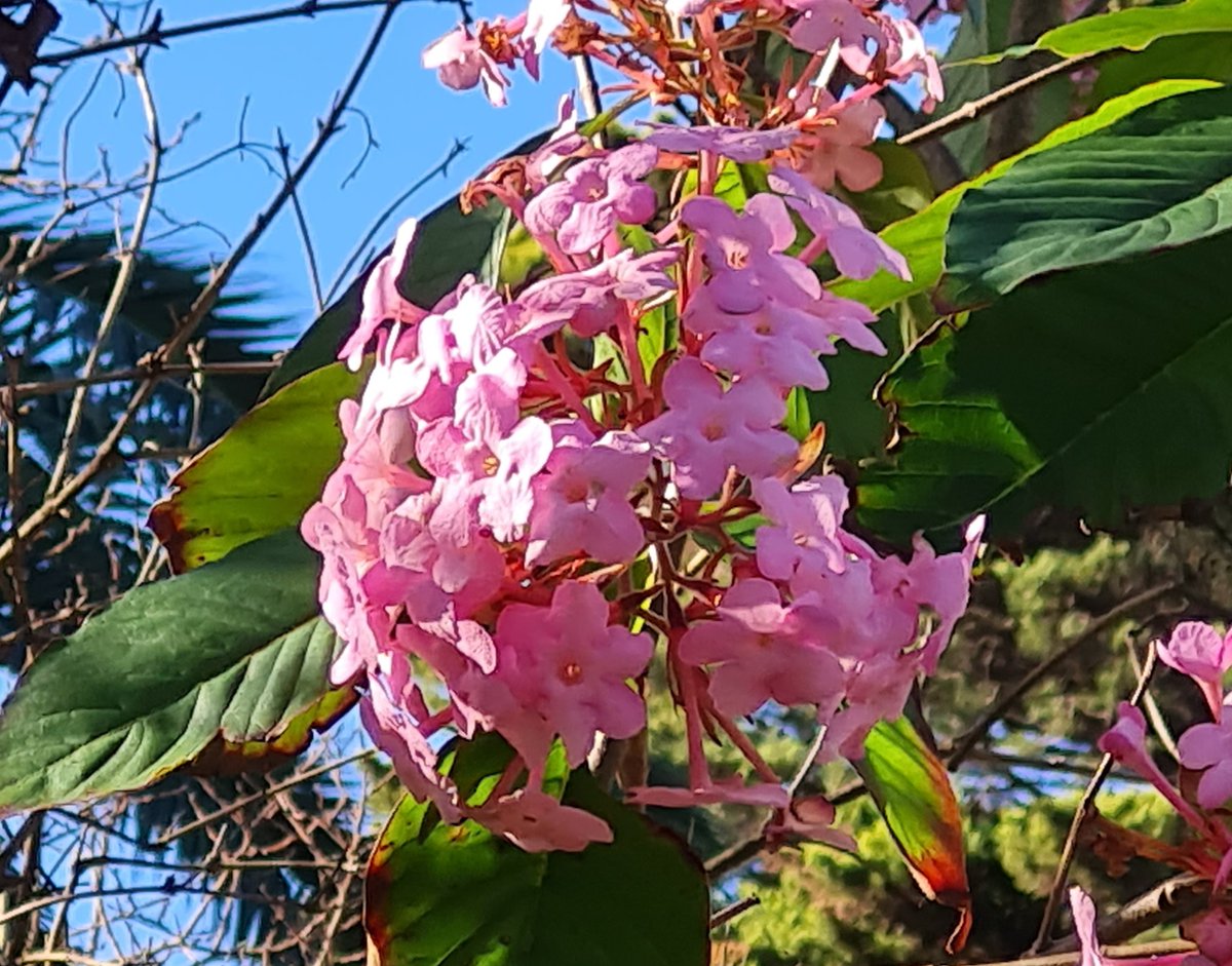 StuartWilliams_'s tweet image. Luculia in flower in Canterbury Gardens
#CanterburyGardens #Rubiaceae