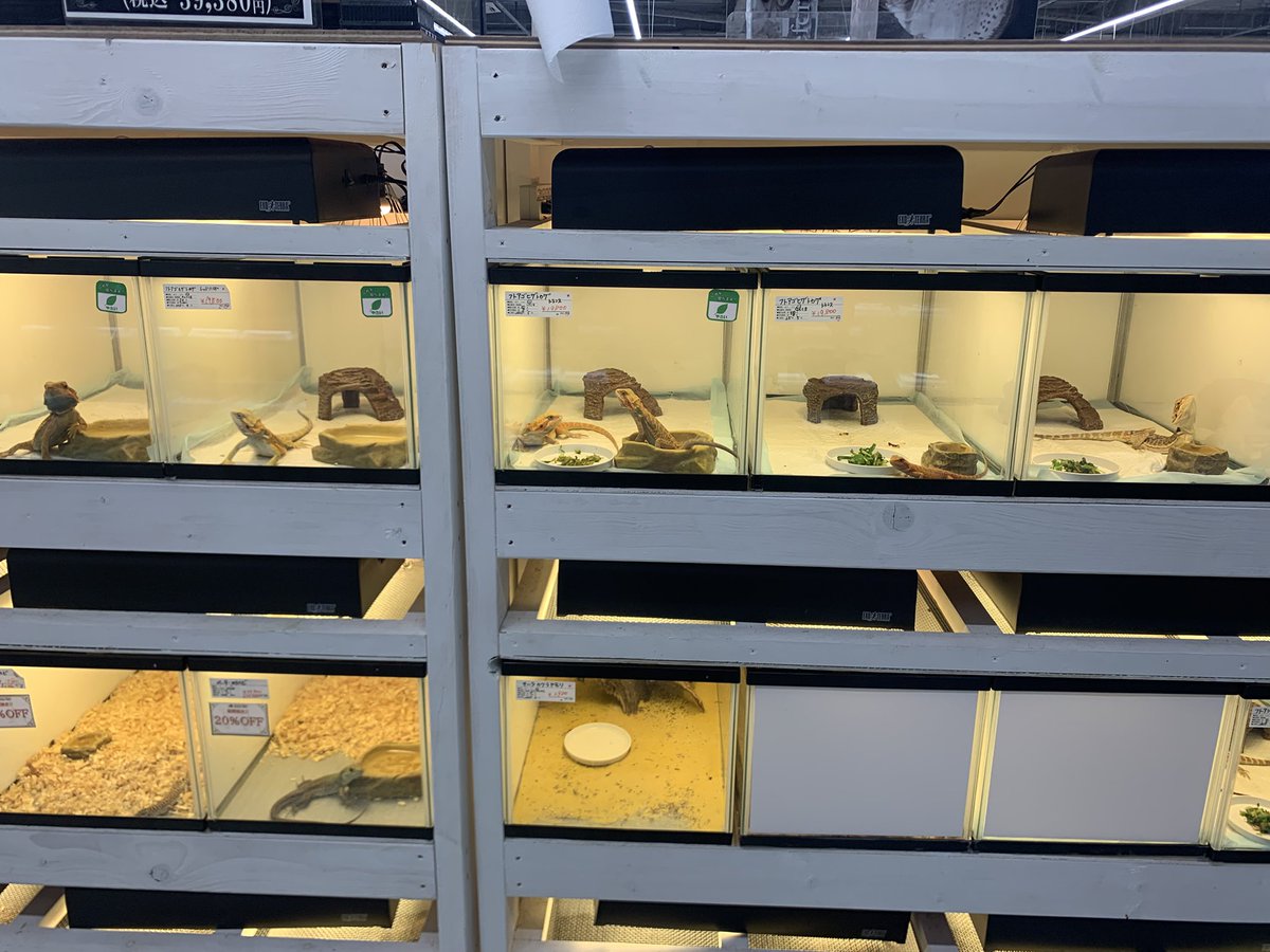 Cricket_leopa's tweet photo. 某ホムセン行ってきた
めちゃくちゃ広いし、飼育環境も綺麗でオススメです👍 https://t.co/L5TSfqel0s