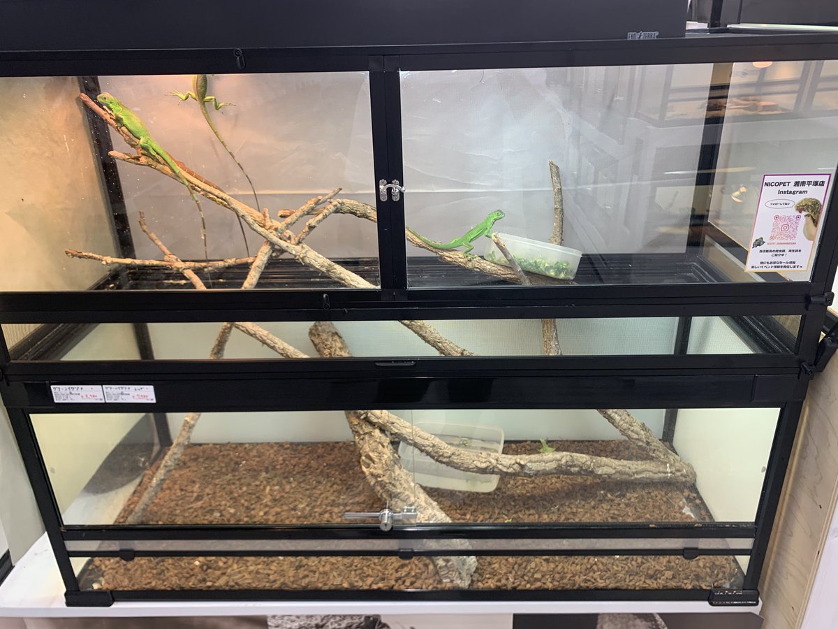 Cricket_leopa's tweet photo. 某ホムセン行ってきた
めちゃくちゃ広いし、飼育環境も綺麗でオススメです👍 https://t.co/L5TSfqel0s