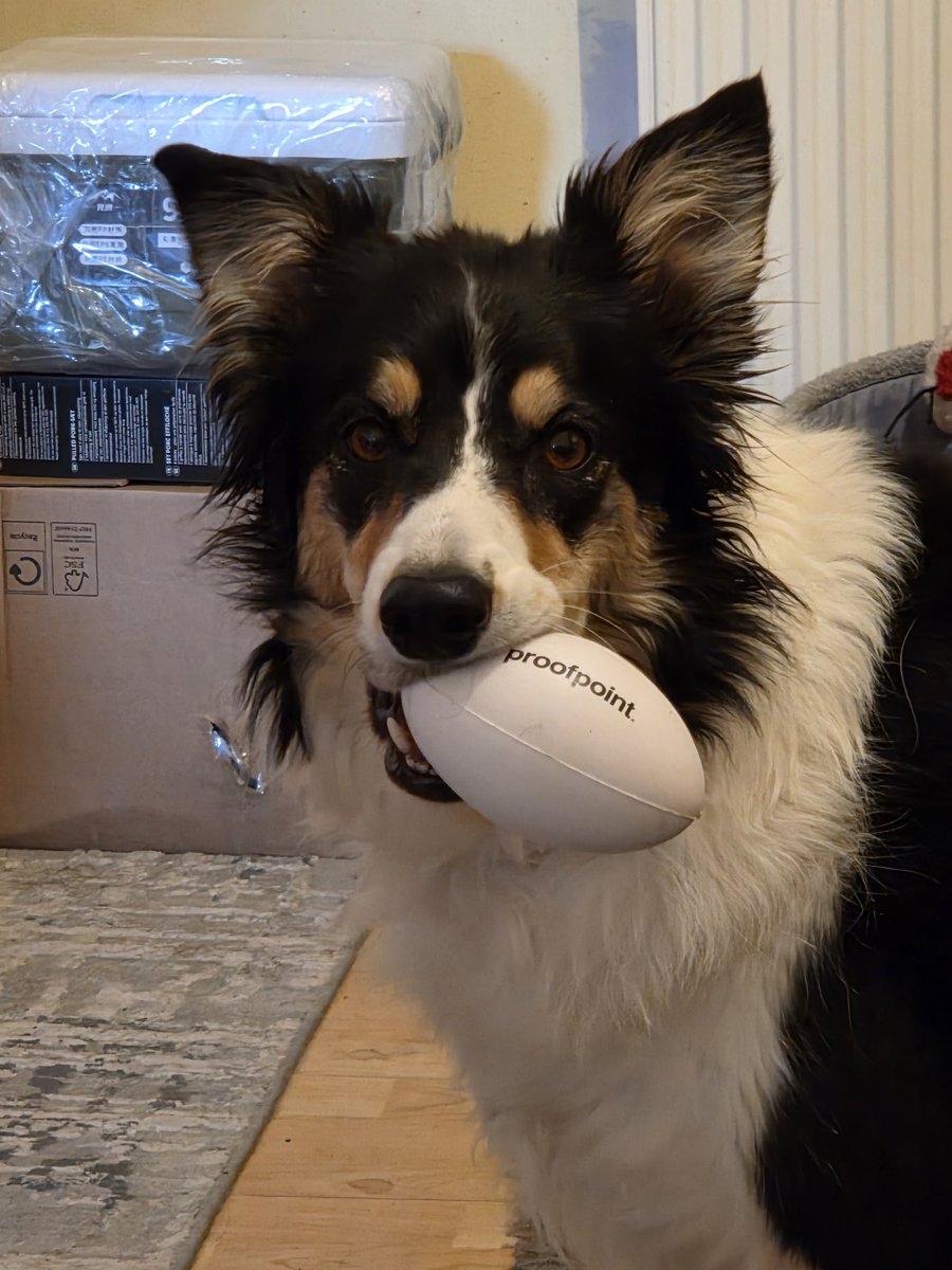 AnguaSec's tweet image. Which cyber companies make the best doggo toys? Nola loves her @proofpoint rugby ball 😍 🐶