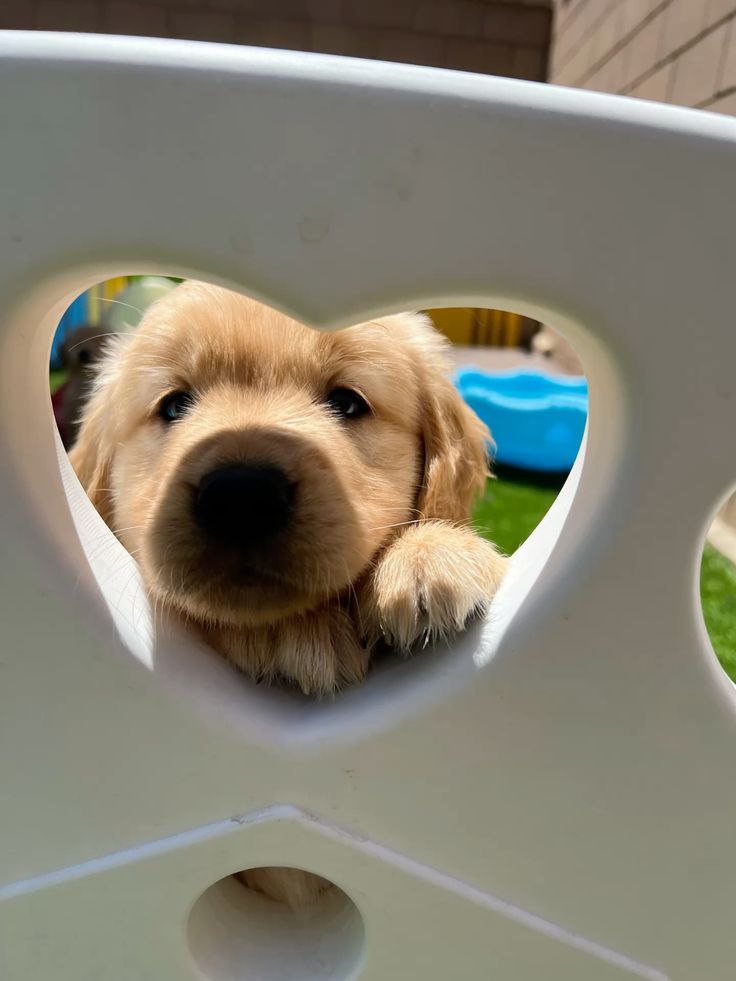 petpuppies👿😺 (@petpopular) on Twitter photo 