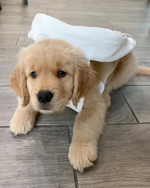 petpuppies👿😺 (@petpopular) on Twitter photo 