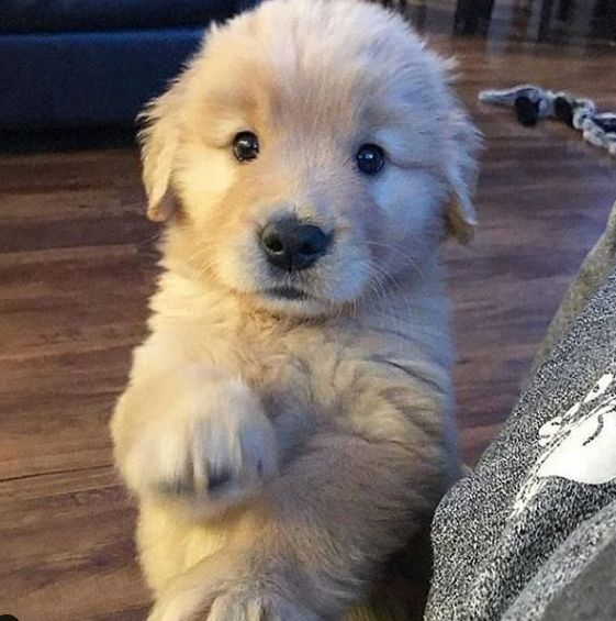 petpuppies👿😺 (@petpopular) on Twitter photo 