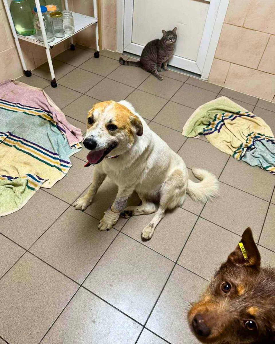 UAnimalsENG's tweet image. 📌 Day 1,242 of full-scale war
Helped in 2 regions:
📦 Sent 400 kg of food to DimPets NGO in Sumy — home to 200 cats, 3 dogs, rabbits, degus & rats.
🐶 Paid full treatment for Bilyi — a dog who crawled bleeding after a drone attack. He survived. He’s safe now.
💰 UAH 17,720…