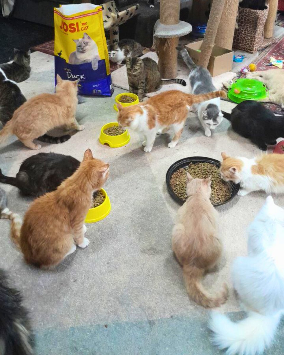 UAnimalsENG's tweet image. 📌 Day 1,242 of full-scale war
Helped in 2 regions:
📦 Sent 400 kg of food to DimPets NGO in Sumy — home to 200 cats, 3 dogs, rabbits, degus & rats.
🐶 Paid full treatment for Bilyi — a dog who crawled bleeding after a drone attack. He survived. He’s safe now.
💰 UAH 17,720…