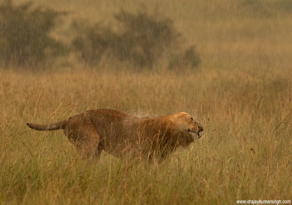 Draksphotos's tweet photo. Lion, MasaiMara #Lion #Mara #lionKing #Rain #subadult #RongaiPride https://t.co/AB4mARxG8l