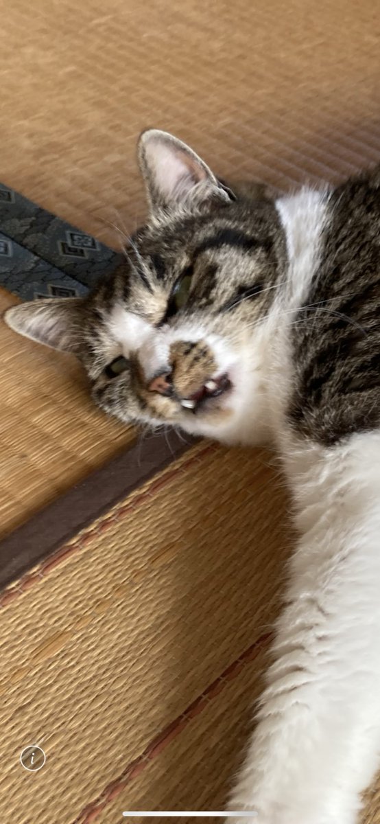mgr41o's tweet image. ペットは飼い主に似るってよく言うよね