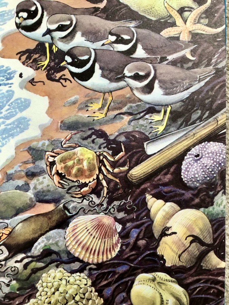 LBFlyawayhome's tweet image. “On the sands at low tide there are many interesting things to be found. They are not often so close together as in this picture, so some child must have collected these”
Artist: CF Tunnicliffe
Writer: EL Grant Watson
(What to Look for in Summer, 1960)