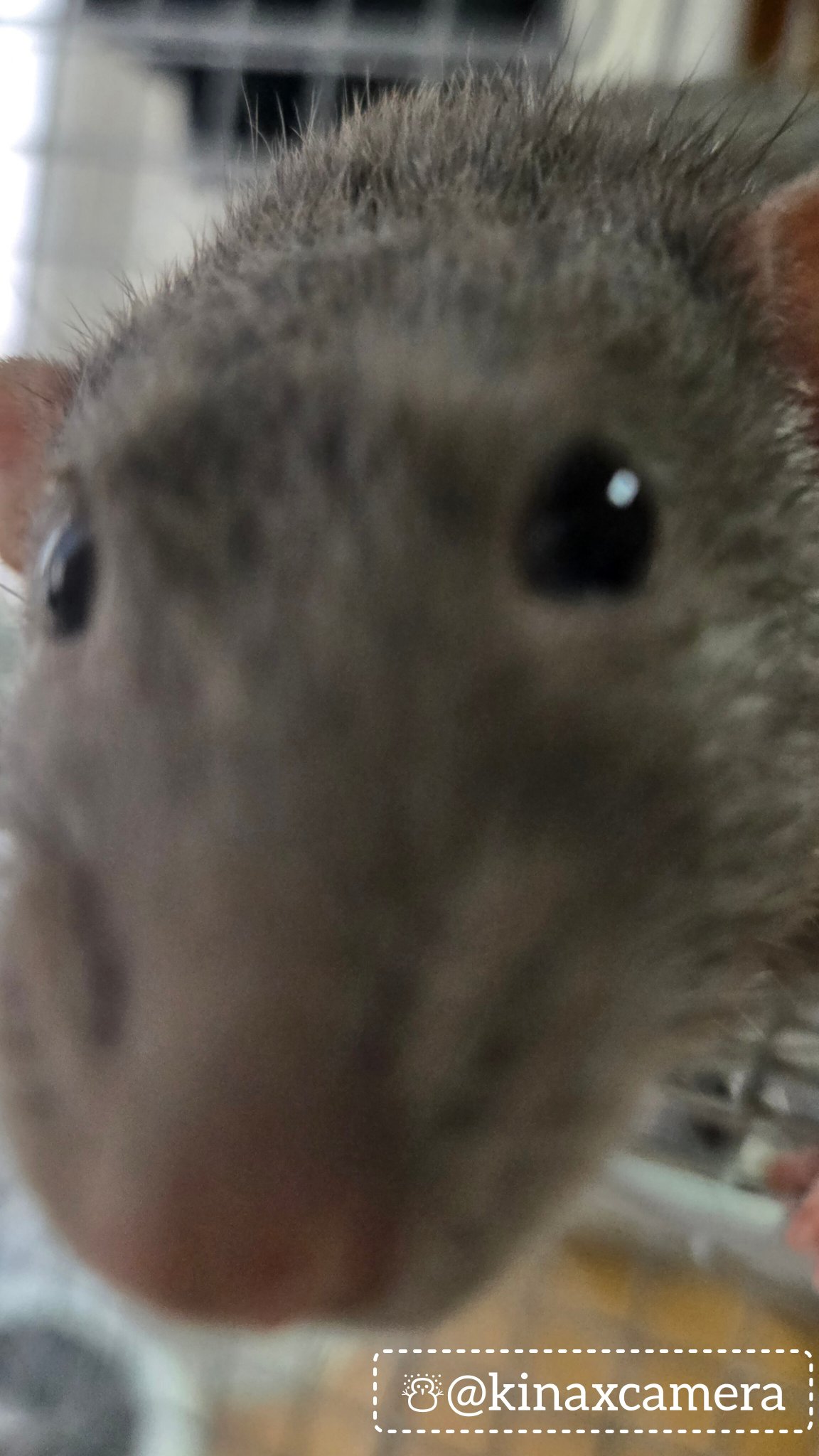 ちょこ♡コメント見てね♡様用 kina🐁🐀⸒⸒✎🇯🇵🇬🇧 on X: 