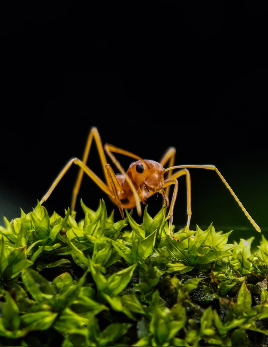 Ajeesh021997's tweet image. Telemacro Precision: @nothing Phone (3) Showcase
#WithNothing #NothingPhone3 #ShotWithNothing @nothingindia
#ShotOnSnapdragon @Snapdragon @AkisEvangelidis @getpeid @Technerd_9