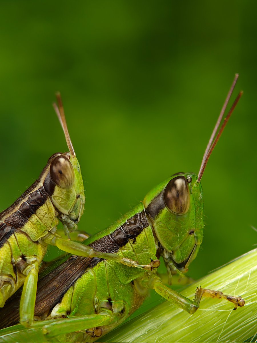 Ajeesh021997's tweet image. Telemacro Precision: @nothing Phone (3) Showcase
#WithNothing #NothingPhone3 #ShotWithNothing @nothingindia
#ShotOnSnapdragon @Snapdragon @AkisEvangelidis @getpeid @Technerd_9