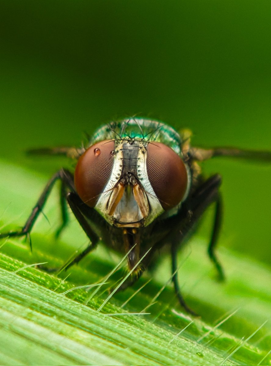 Ajeesh021997's tweet image. Telemacro Precision: @nothing Phone (3) Showcase
#WithNothing #NothingPhone3 #ShotWithNothing @nothingindia
#ShotOnSnapdragon @Snapdragon @AkisEvangelidis @getpeid @Technerd_9