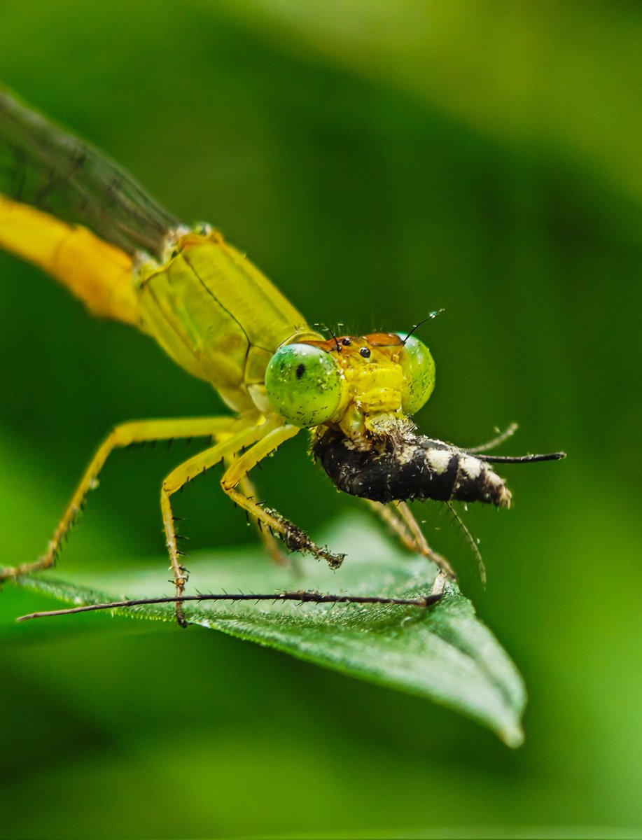 Ajeesh021997's tweet image. Telemacro Precision: @nothing Phone (3) Showcase
#WithNothing #NothingPhone3 #ShotWithNothing @nothingindia
#ShotOnSnapdragon @Snapdragon @AkisEvangelidis @getpeid @Technerd_9