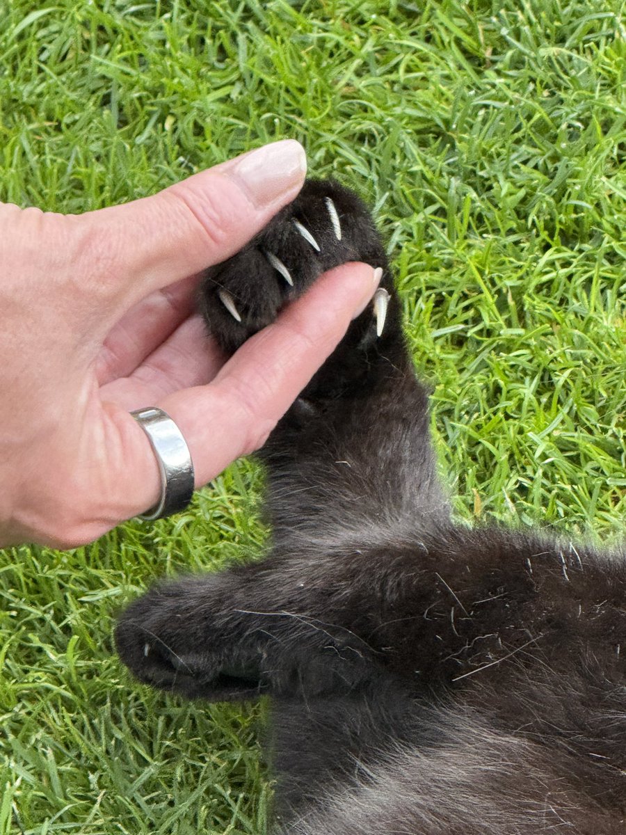 BritToSwiss's tweet image. My beautiful boy has slowed down a lot in the last few weeks.
He rarely leaves our garden, pretty much sleeps in different locations and didn’t even eat his breakfast today…nor did he complain when I cleaned his paws….
I know he’s old but I’m still really worried….