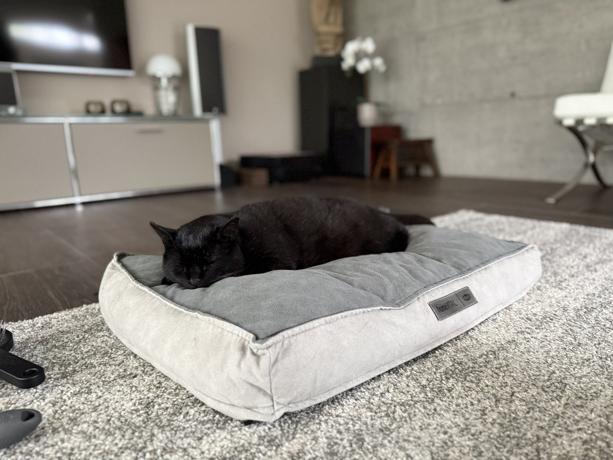 BritToSwiss's tweet image. My beautiful boy has slowed down a lot in the last few weeks.
He rarely leaves our garden, pretty much sleeps in different locations and didn’t even eat his breakfast today…nor did he complain when I cleaned his paws….
I know he’s old but I’m still really worried….