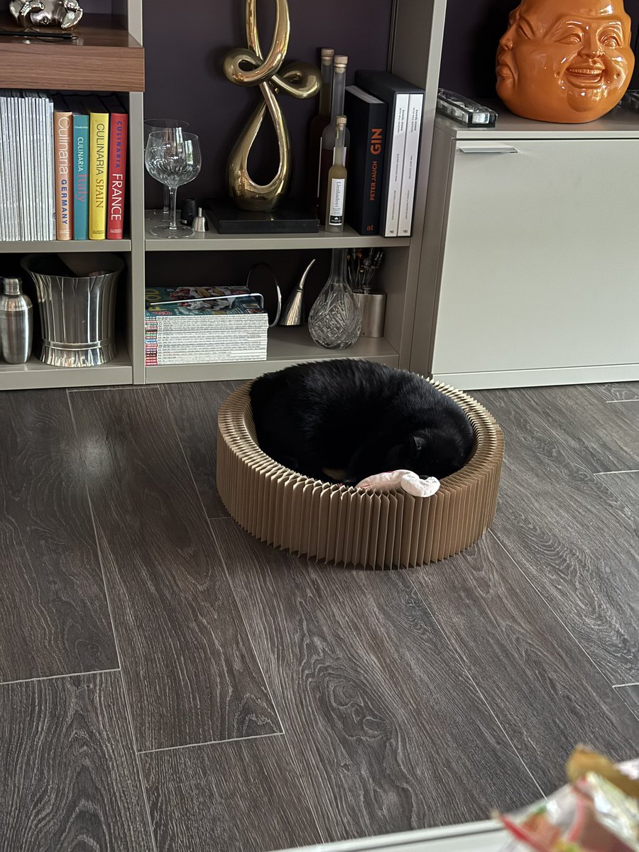 BritToSwiss's tweet image. My beautiful boy has slowed down a lot in the last few weeks.
He rarely leaves our garden, pretty much sleeps in different locations and didn’t even eat his breakfast today…nor did he complain when I cleaned his paws….
I know he’s old but I’m still really worried….