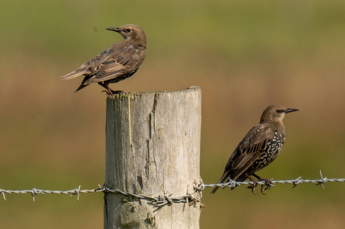 greylands22's tweet image. Juvenile Starling
