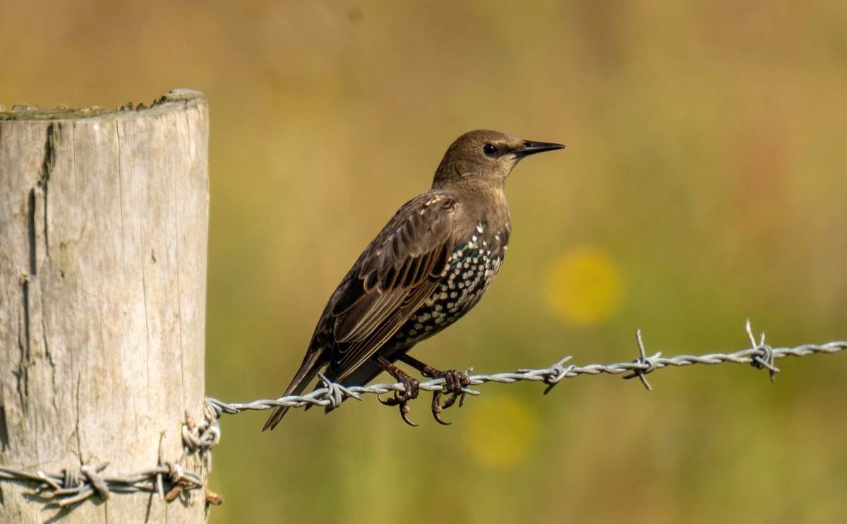 greylands22's tweet image. Juvenile Starling