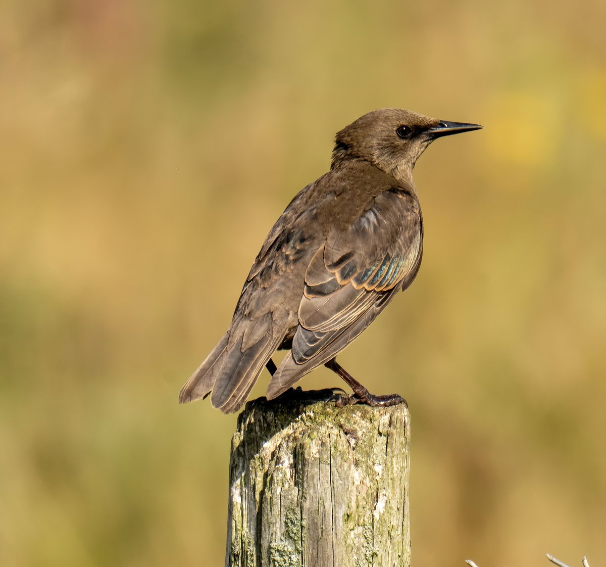 greylands22's tweet image. Juvenile Starling