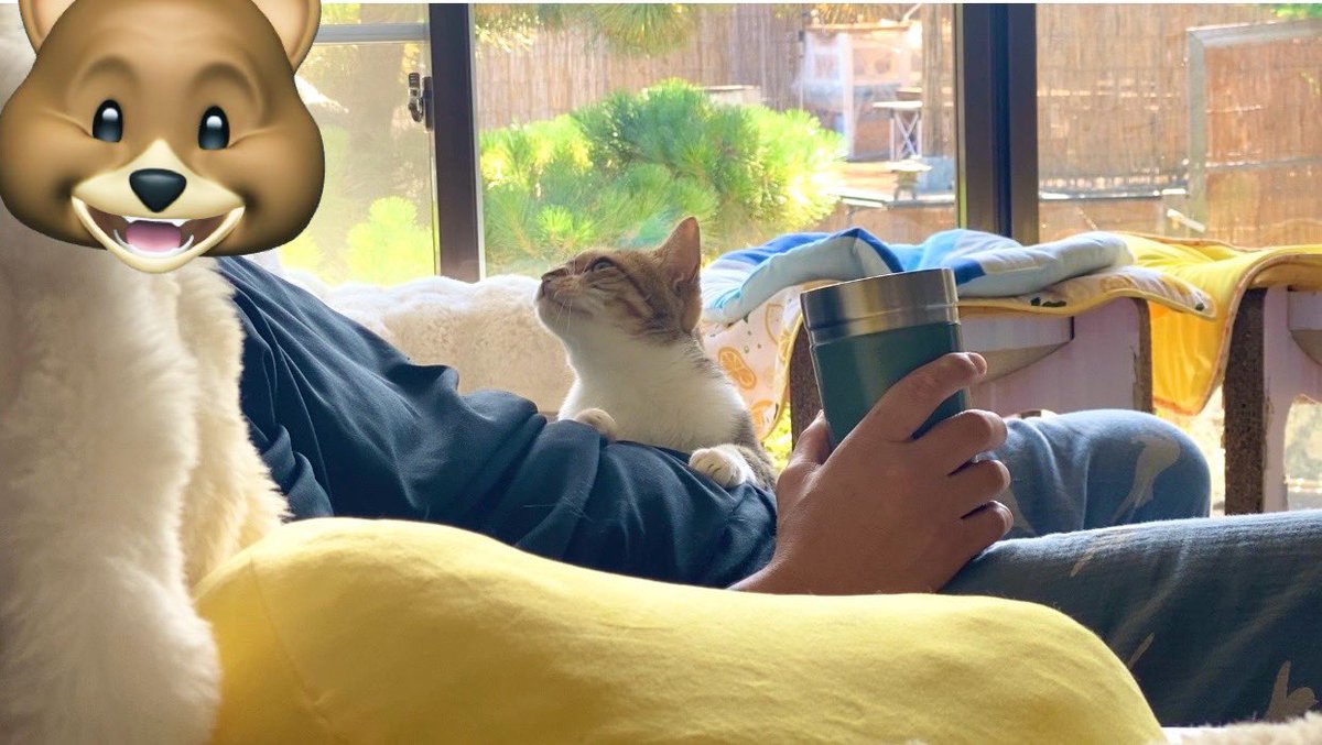 こっこ☆*:.断捨離★お値下げ相談下さい様 猫ッチョファミリー (@nekosta777) / X