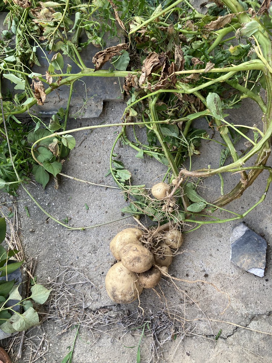 庭の生ごみ埋めてるエリアで勝手に生えてた