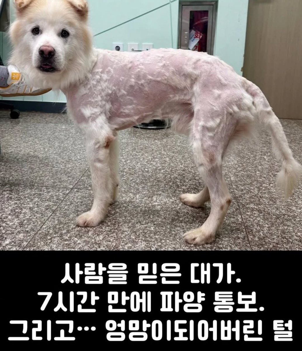 oukjae96's tweet image. 입양간지 7시간만에 엉망이되어버린 털로 다시 보호소로 돌아온 #쿠노 구조하려합니다 #1만원 릴레이 부탁드립니다
이건 학대란 생각이 드네요ㅠ 진짜 화가납니다
아이가 장난감도 아니고 진짜 뭐하는짓인지...
⭕#쿠노 후원계좌
⭕농협 301 0324 1304 81 (사)팅커벨프로젝트
👉입금시 성함+쿠노
