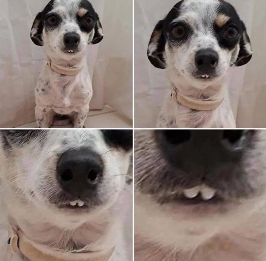issoefofo's tweet photo. Os dentinhos que fofossss https://t.co/eo2kn4NQ29