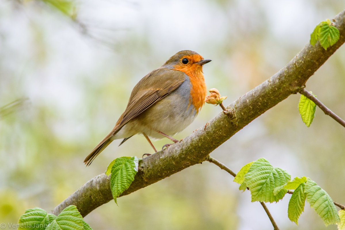 VenetiaJane's tweet image. “Robins appear when loved ones are near.” In British folklore, the robin is seen as a spirit messenger, a bird of comfort and compassion. Its appearance is often thought to be a brief visitation from a loved one’s spirit, perhaps at a time of passing or mourning. #FolkloreSunday