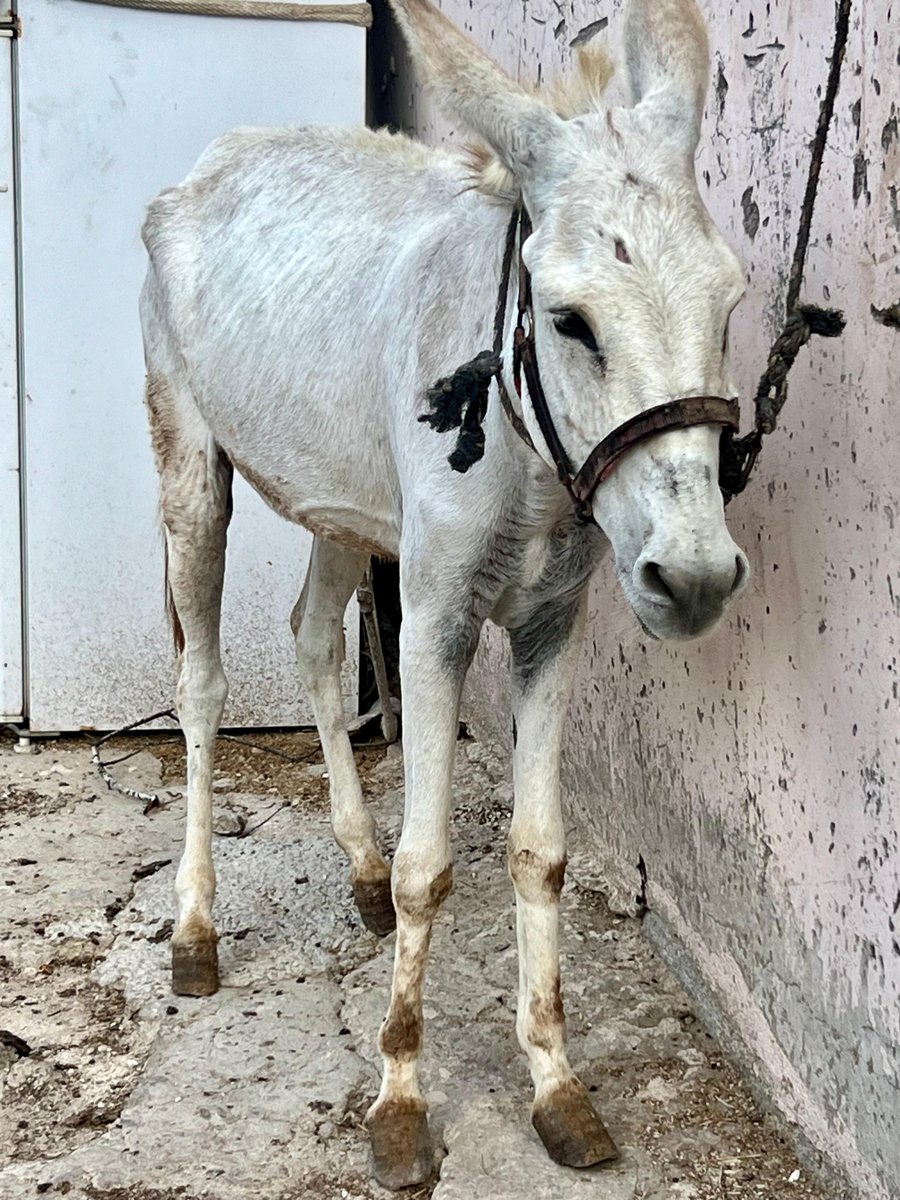 safehaven4donks's tweet image. 🚑 Our mobile clinics in the West Bank help animals in dire conditions 😪. Thanks to your support, we provide: - Life-saving care 🩺⛑️ - Essential medication 💊💉 - Education for owners 🗣️ 🚨Donate today safehavenfordonkeys.beaconforms.com/form/07e3d1de 🧡 - Thanks 🙏