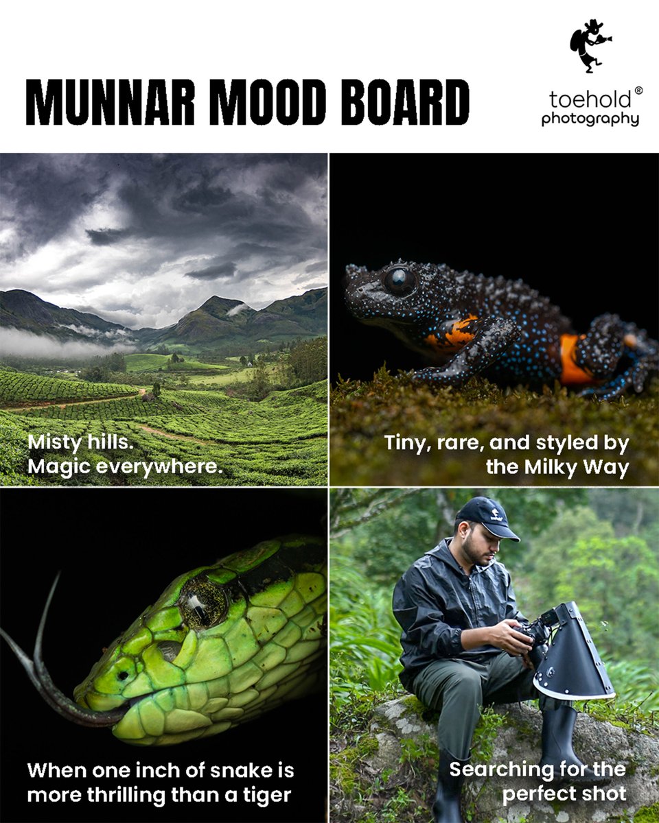 TOEHOLD_TP's tweet image. Not your average safari.
Not your average mood board.
📍Munnar serves rare frogs, bold snakes & misty magic in every frame.
#ToeholdPhotoTravel