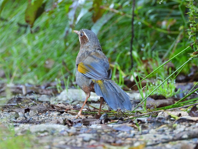 TWIndia2's tweet image. Birdwatchers from 30+ countries will flock to Taichung this September for Taiwan’s first-ever World Bird Fair! From eco-tourism booths to guided tours in Dasyueshan and a fun bird costume show, it’s a celebration of nature, conservation, and global birding culture.…