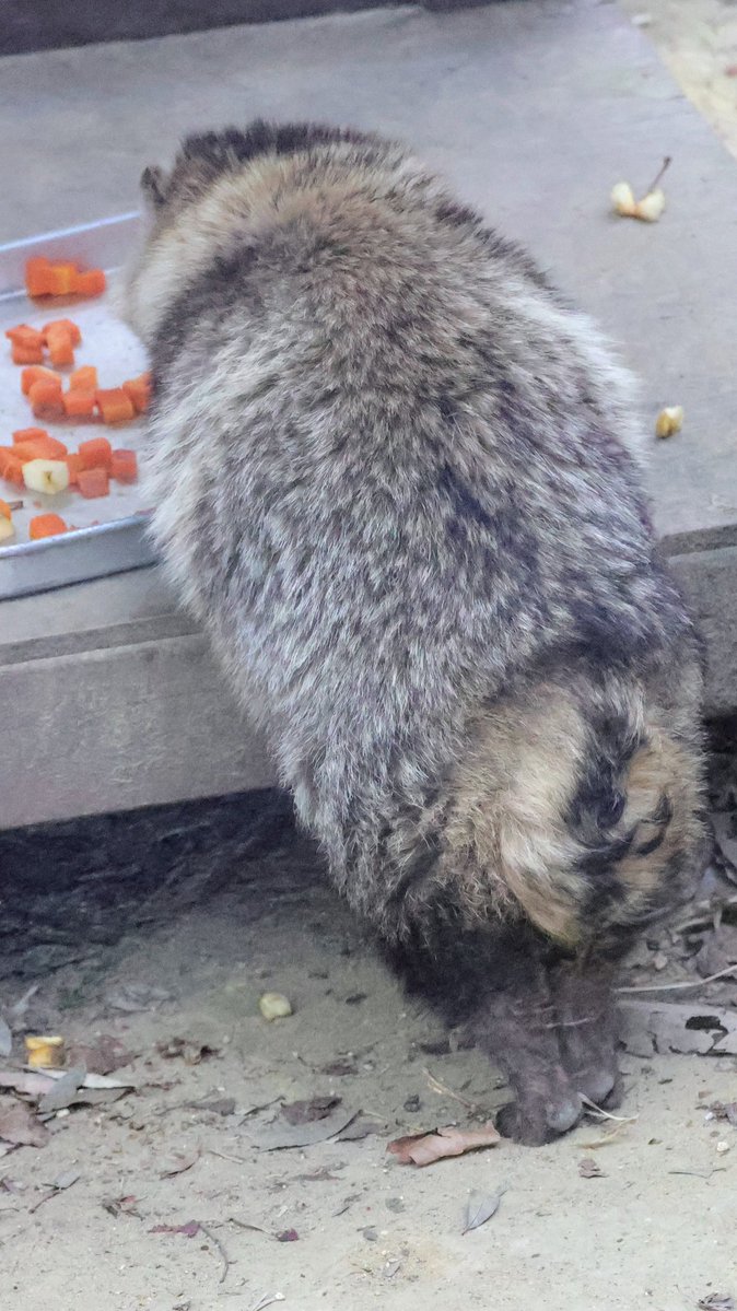 renard0214's tweet image. #全日本ポーズを決めた狸選手権
#八木山動物公園 #yagiyamazoo
#ホンドタヌキ #racoondog #tanuki
#育三郎
📷️2025.04